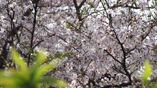 平成の最後の桜