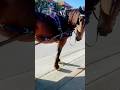 #christmas in colonial #saintaugustine #florida #horse carriage rides with no snow! &amp; #karaoke bar ￼