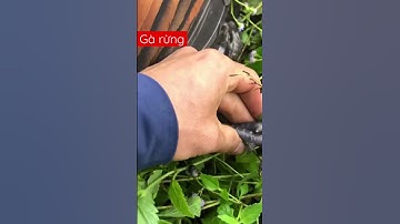 Bẫy gà rừng mới nhất #bẫygàrừng #gàrừng