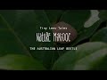 The Curious Australian Leaf Beetle #NatureMinidoc