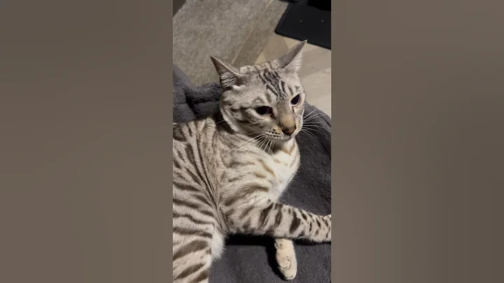 Video 5226281: bengal cat meow kitten, bengal cat kitten pets, bengal kitten catlover cute, bengal kitten white cat