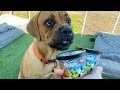 Ben & Jerry's secret menu! DOG Ice Cream 🐶🍦(My dogs review)