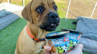 Ben &amp; Jerry&#39;s secret menu! DOG Ice Cream 🐶🍦(My dogs review)