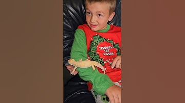 Meet Ares The Leopard Gecko | IRL Videos