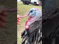 Who doesn’t love Todd 🥹🦃#turkey#pets#animals#shortsfeed#reels