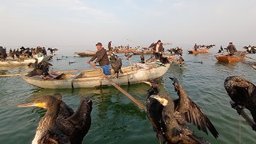 Bắt Cả Tấn Cá Chép Bằng Chim Cốc | Cách Bắt Cá Truyền Thống Của Người Trung Quốc