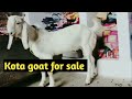 #Goat #kotagoat #Kotagoatforsale