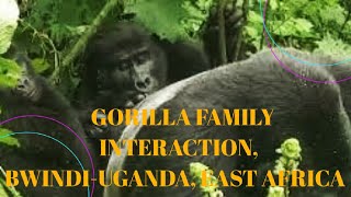 GORILLA FAMILY INTERACTION|MOTHER AND BABY CLEANING FATHER IN UGANDA, EAST AFRICA
