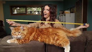 Самые Большие Домашние Кошки на Планете | Удивительные животные | Топ 10 Самые Большие Домашние Кошки на Планете | Удивительные животные | Топ 10