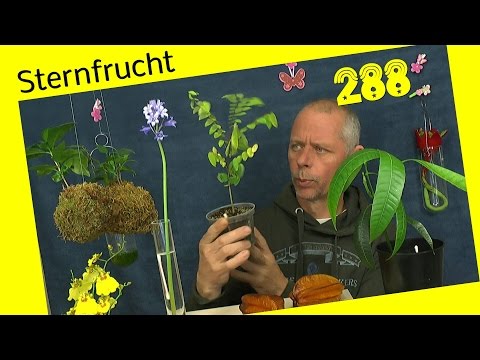 Video: Starfruit-Erntezeit – Wann sollten Sie Starfruit pflücken