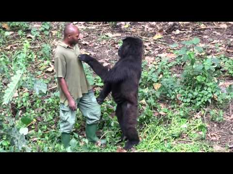 Thumbnail for Senkwekwe Center, Rumangabo, Virunga National Park, DR Congo.