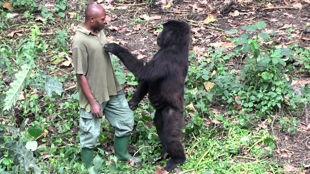 Senkwekwe Center Rumangabo Virunga National Park Dr Congo