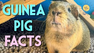 10 Guinea Pig Facts That Will Put You In A Good Mood!