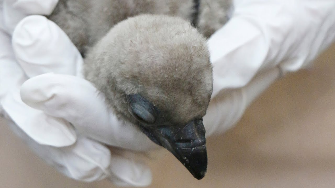 Meet Dallas Zoo's Special WhiteBacked Vulture Chick YouTube