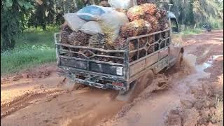 Demi setoran granmax di pecut habis2 San bos