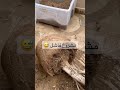 أشجار زراعة زرع حصاد بستنة مشاريع جديدة مشروع تربية الدجاج البلدي والسلالات البياضة واللاحمة