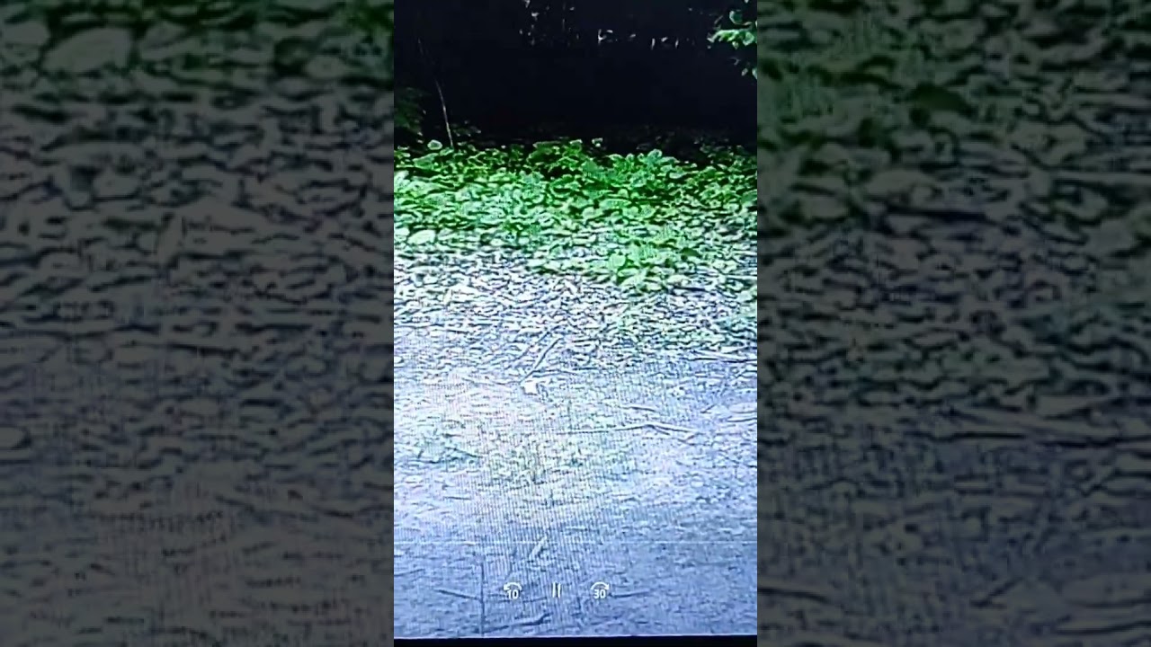 driveway turkey 6/30/2023