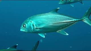The Maliputo And Muslo The Great Fishes Of Taal Lake And Pansipit River