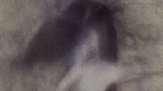 Perrita Amantando A Un Gatiyo