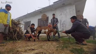 Traditional Goats Cutting &amp; eating in Nepal