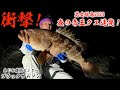 【神回】男女群島2023！神引き！夜の帝王クエ連発！衝撃の光景に一同驚愕…