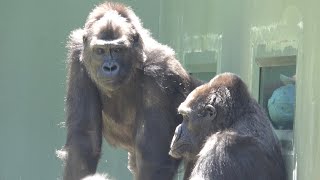 Even Annie wants to be pampered by Nene⭐️Child gorilla who was not raised by his parents