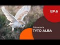 Tyto alba   barbagianni  falconeria ep 6  sottotitolato