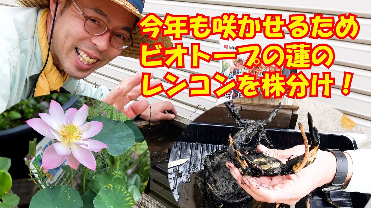 今年もハスに咲いてもらうためビオトープの蓮のレンコンを株分け！