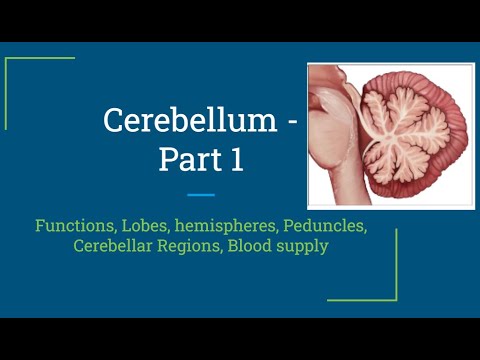 Cerebellum -- Part 1 -- Neuroanatomy (USMLE Step 1) - YouTube