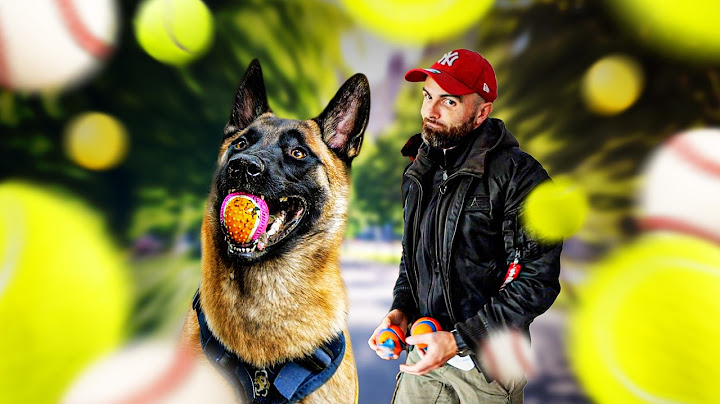 "Mon chien est obsédé par les balles !" MALINOIS - Un café et c'est réglé Ep8
