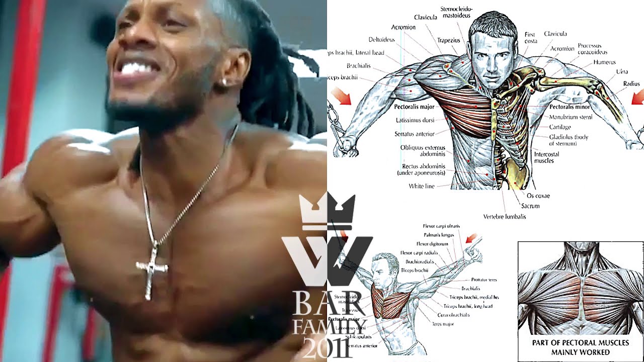 How To Build a Perfect CHEST | BODYBUILDING EXERCISES