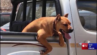 Heat strokes and burned paws: How to keep your pets safe this summer