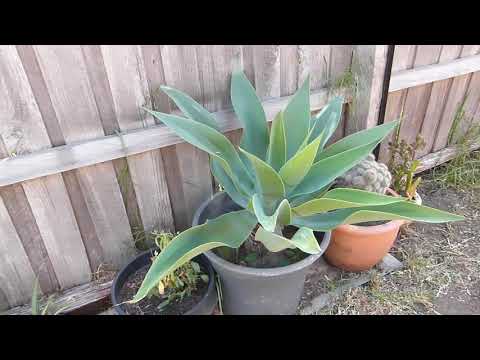 هل نجحت زراعة نبات اجاف ذيل الثعلب او الأجاف اتينواتا