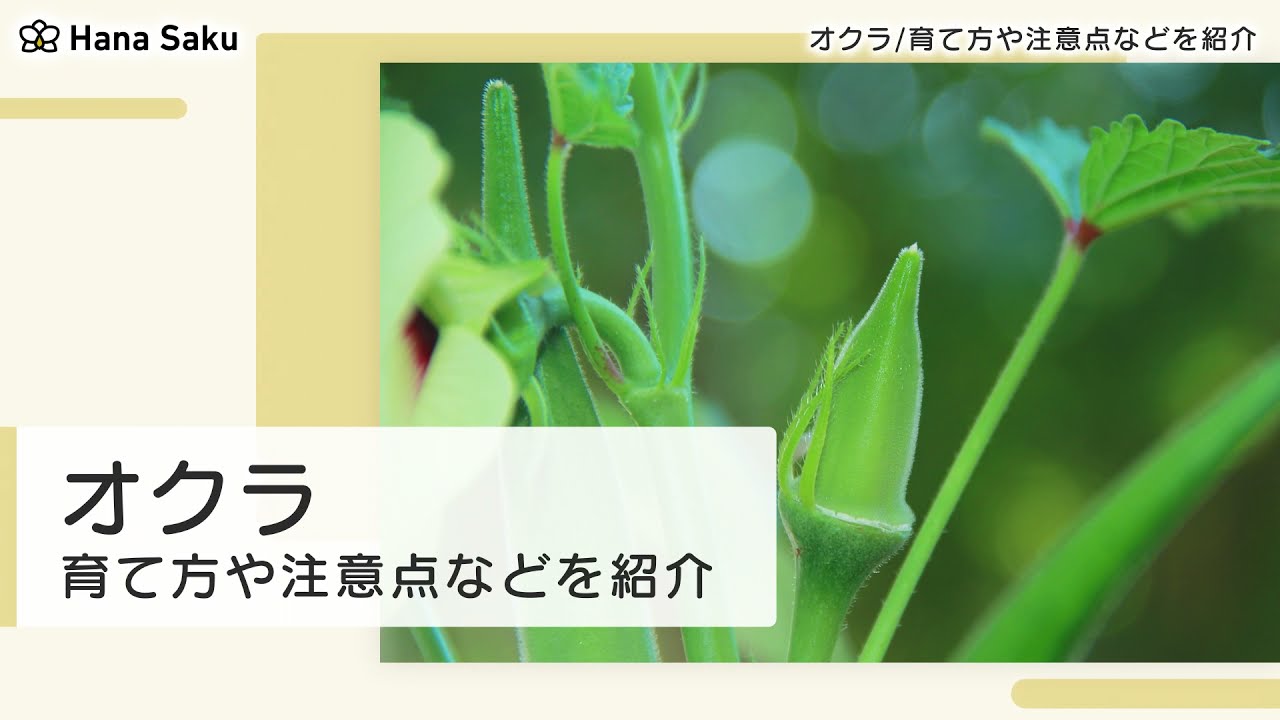 オクラ 栽培 Youtube