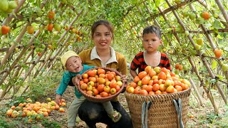 single girl; Harvest tomatoes with your children to sell - Cook with your children by the fire