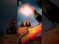 “Kya Crows Insaano Ke Chehre Yaad Rakhte Hain? 😳 | Shocking Science Fact Hindi” #facts #viral