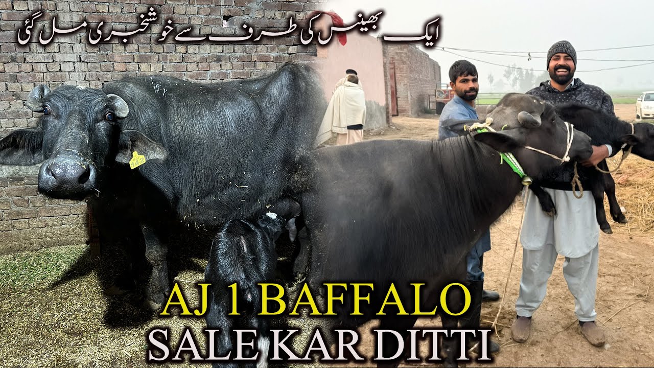 Aj 1 Buffalo 🦬 Sale Kar Ditti | Buffalo ki Taraf se Good News 😊