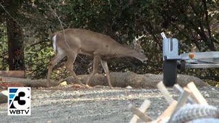 Tega Cay Leaders Vote On Doubling The Number Of Deer Killed In Culling Project