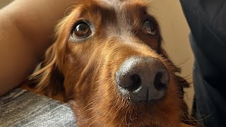 How Irish Setter begging for food. #irishsetter #dogs