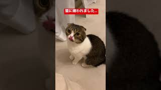 猫におやつをあげなかった結果… #shorts
