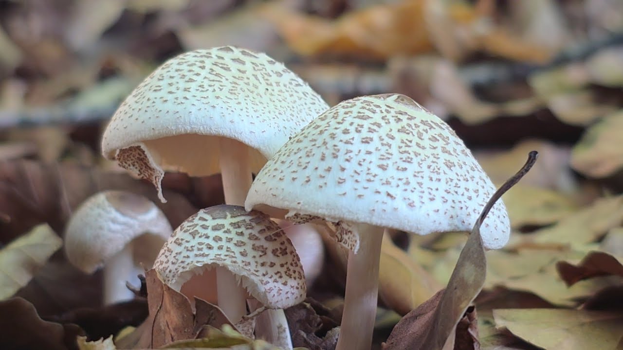 Ciuperci de toamna / Zbarciogul alb / Parasol/ Pădurile de lângă Cabana 