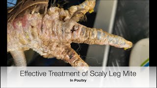 How to Treat Scaly Leg Mite on Poultry | Sez the Vet