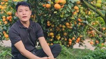 VƯỜN CAM VINH CAM ĐƯỜNG KỶ LỤC TRÊN DUỚI 300 TẤN SIÊU KHỦNG TẠI LỤC NGẠN