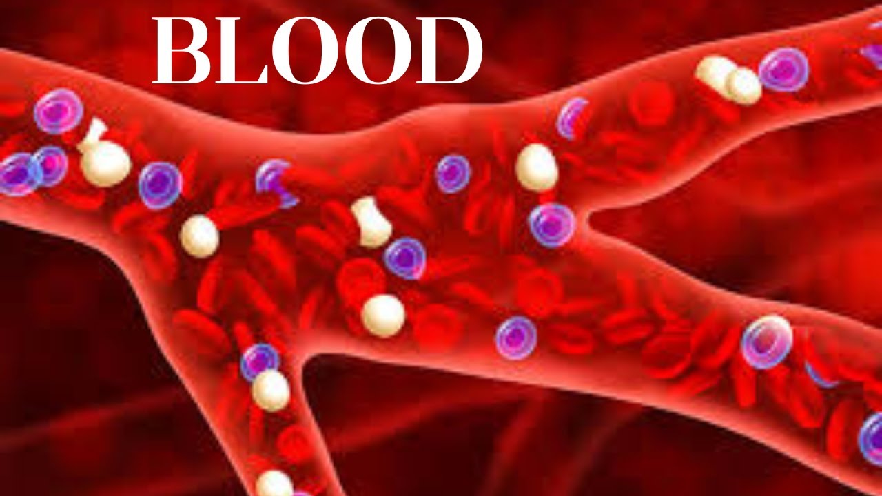 BLOOD – The Lifeline of the Human Body | Complete Explanation in Easy Language
