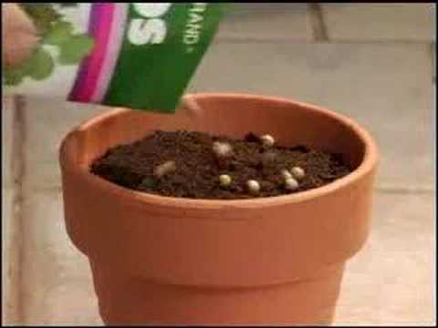 The Chia Gourmet Herb Garden Youtube