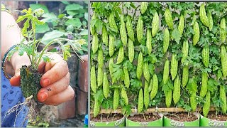How to grow Bitter Gourd From Seeds| Karela ki kheti| Grow Bitter Melon In Pot | Garden