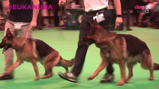 Crufts 2016  German Shepherd Best of Breed