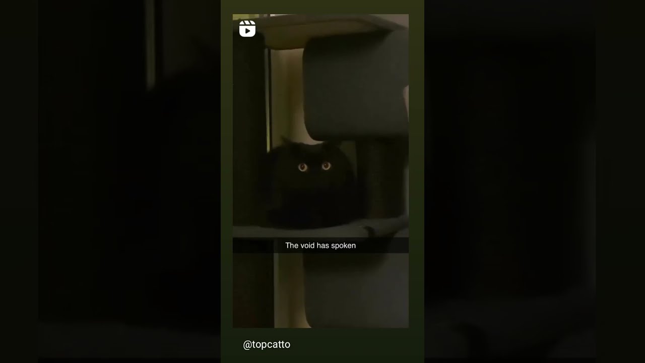 The Void Has Spoken Funny Meme Tiktok Humor Funnymemes Catmeme Blackcat Meow