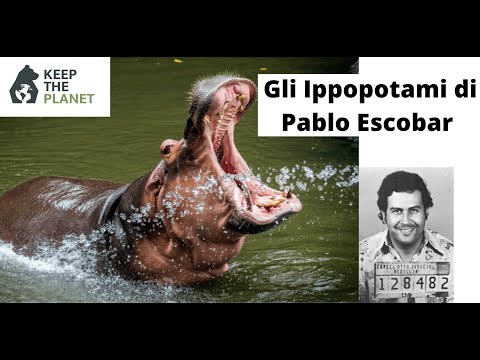 Video: Dove vivono gli ippopotami nell'habitat?