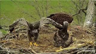 We are big and we have big wings Explore Live Nature Cams Decorah Eagles - North Nest